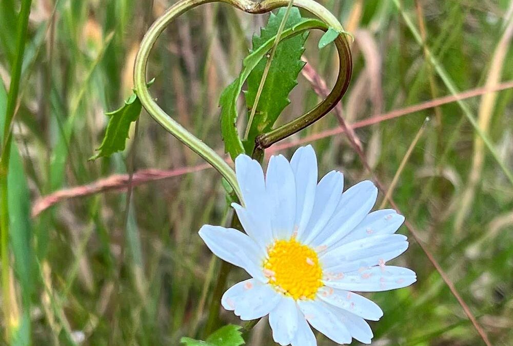 Helbreder naturen?