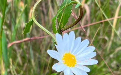 Helbreder naturen?